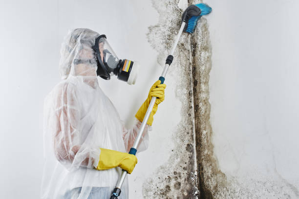Mold Removal Process in Kamiah, ID