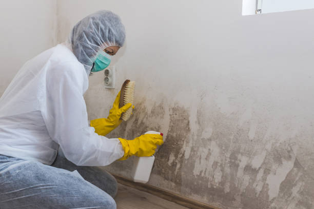 Professional Mold Removal in Kamiah, ID