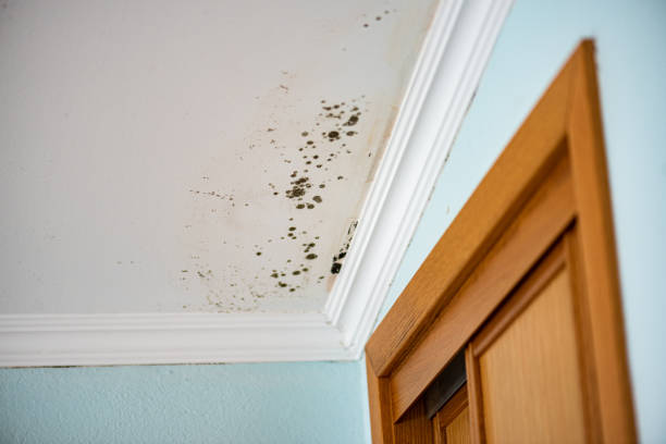 Best Emergency Mold Removal  in Kamiah, ID