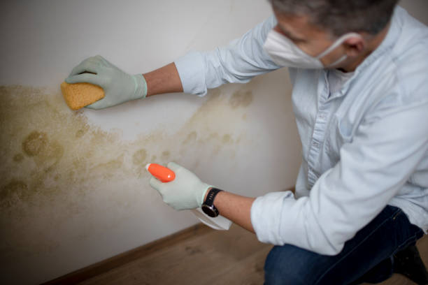 Best Office Mold Removal Services  in Kamiah, ID