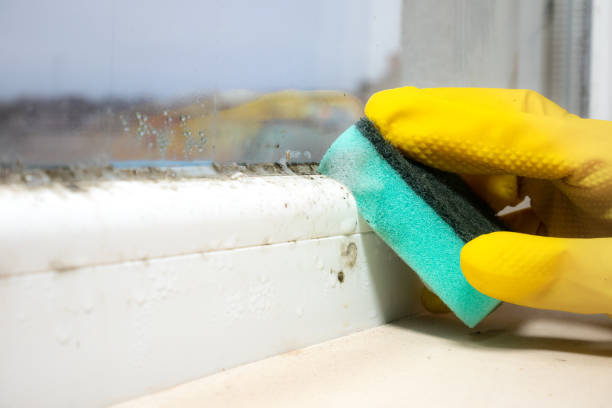 Best Fast Mold Removal  in Kamiah, ID