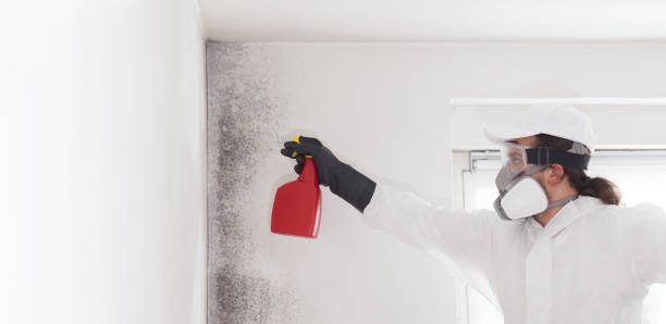 Certified Mold Removal in Kamiah, ID