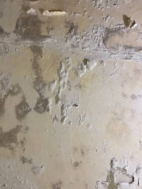 Best Black Mold Removal  in Kamiah, ID