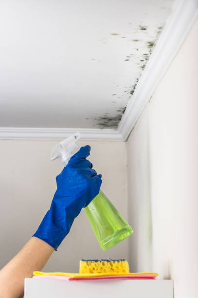 Best Attic Mold Removal  in Kamiah, ID